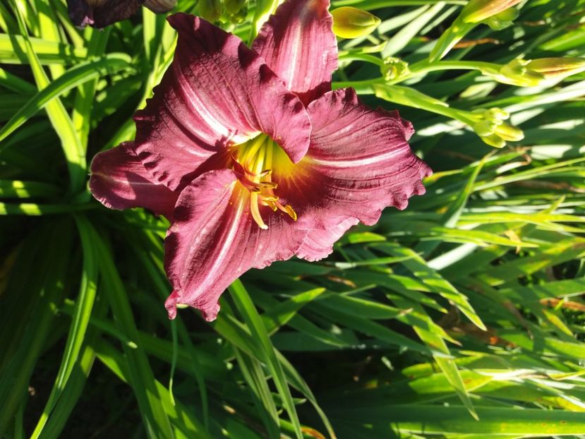  - Hemerocalisii infloriti in 2020