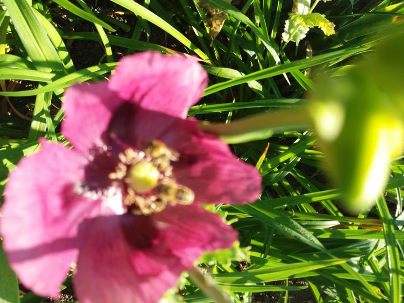  - Hemerocalisii infloriti in 2020