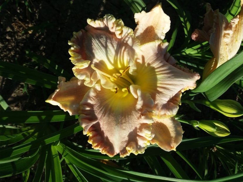  - Hemerocalisii infloriti in 2020