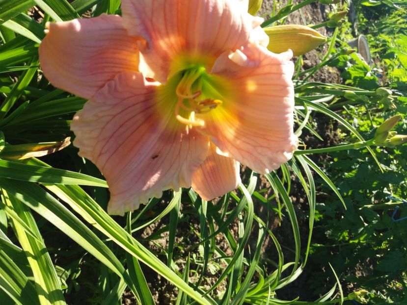  - Hemerocalisii infloriti in 2020