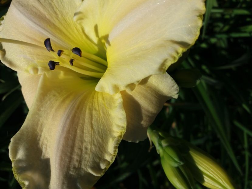  - Hemerocalisii infloriti in 2020