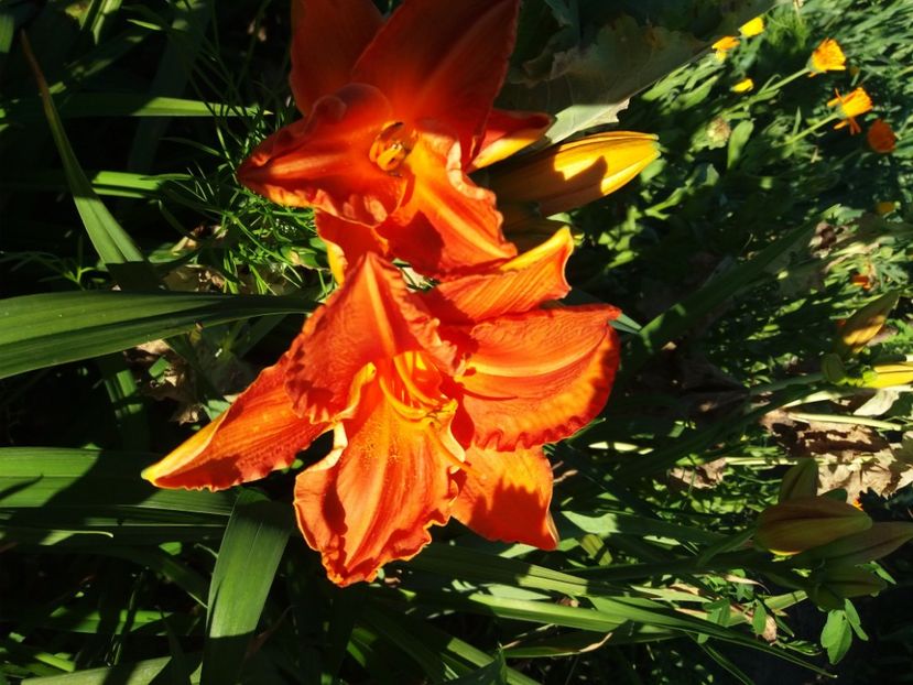  - Hemerocalisii infloriti in 2020