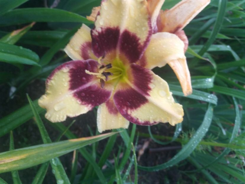  - Hemerocalisii infloriti in 2020