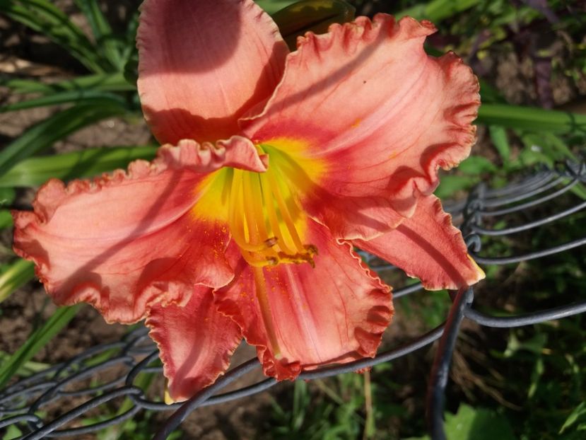  - Hemerocalisii infloriti in 2020