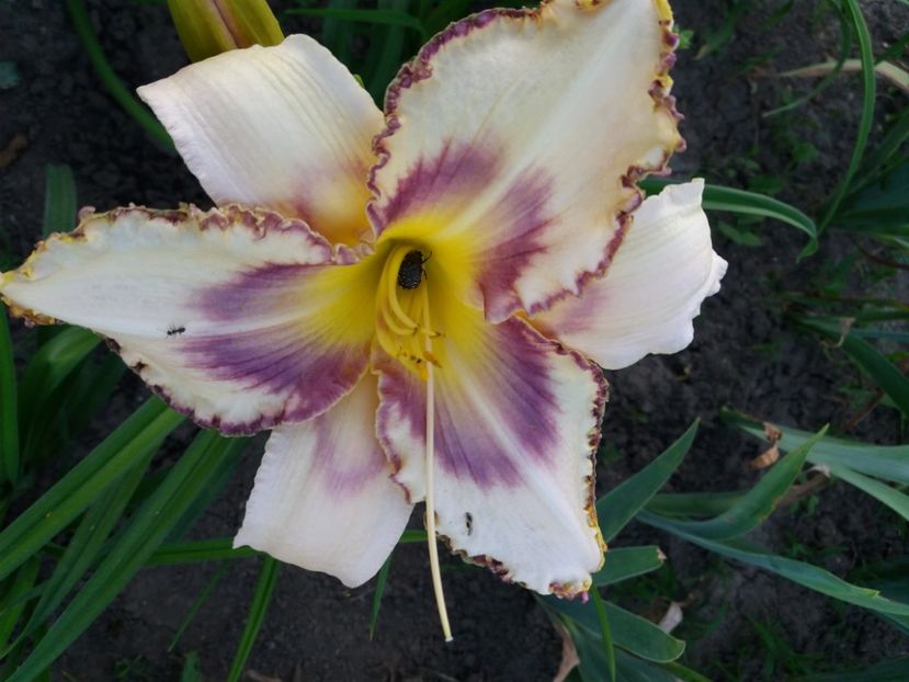  - Hemerocalisii infloriti in 2020