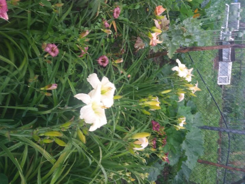  - Hemerocalisii infloriti in 2020