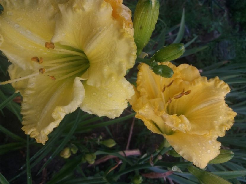  - Hemerocalisii infloriti in 2020