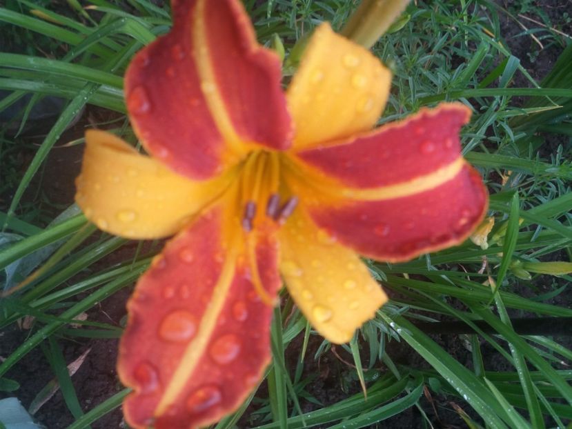  - Hemerocalisii infloriti in 2020