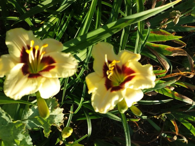  - Hemerocalisii infloriti in 2020