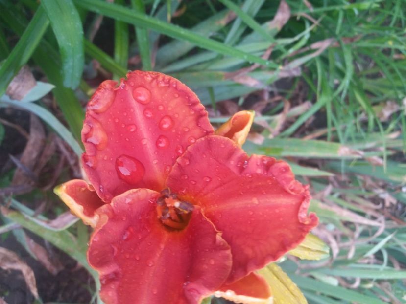  - Hemerocalisii infloriti in 2020