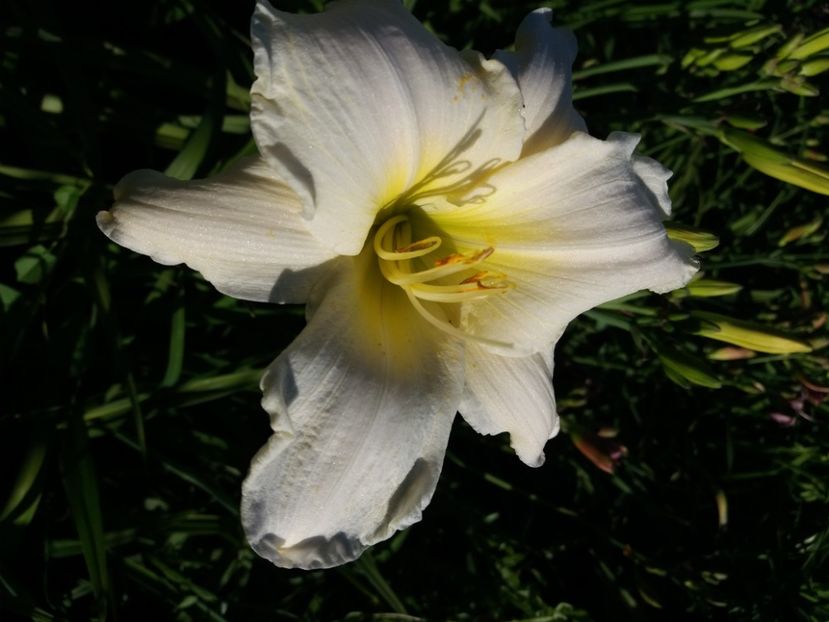  - Hemerocalisii infloriti in 2020