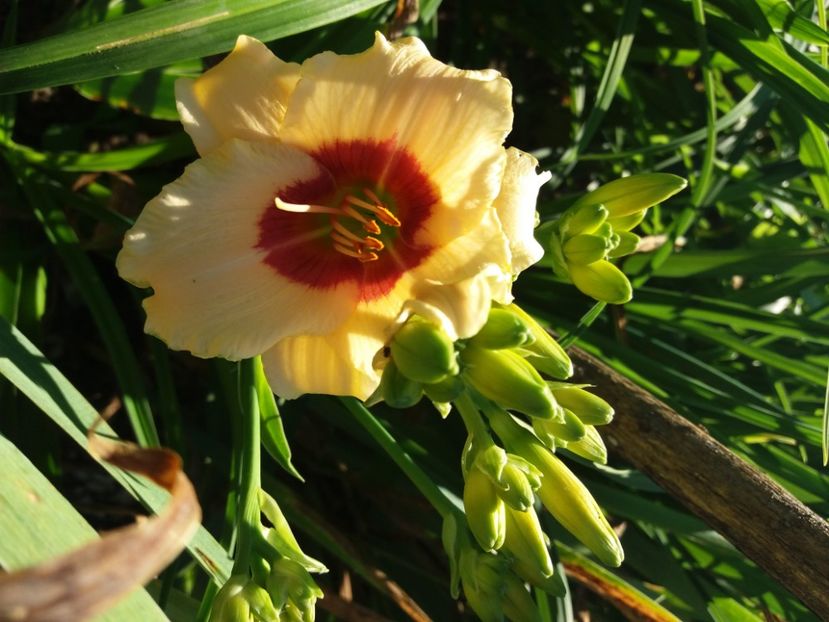  - Hemerocalisii infloriti in 2020