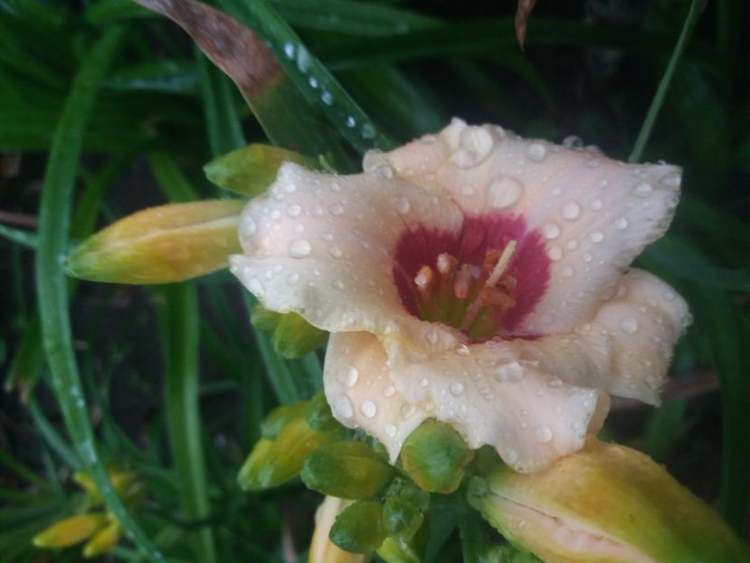  - Hemerocalisii infloriti in 2020