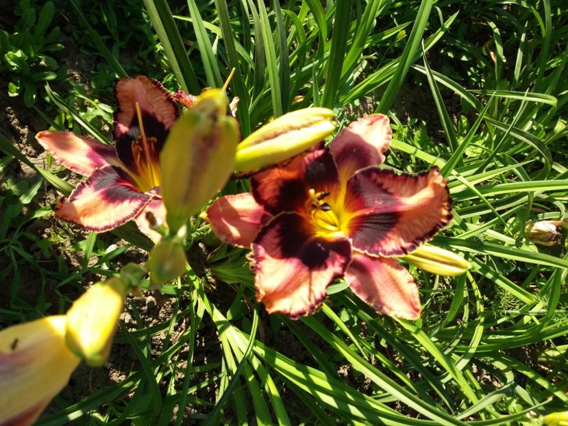  - Hemerocalisii infloriti in 2020