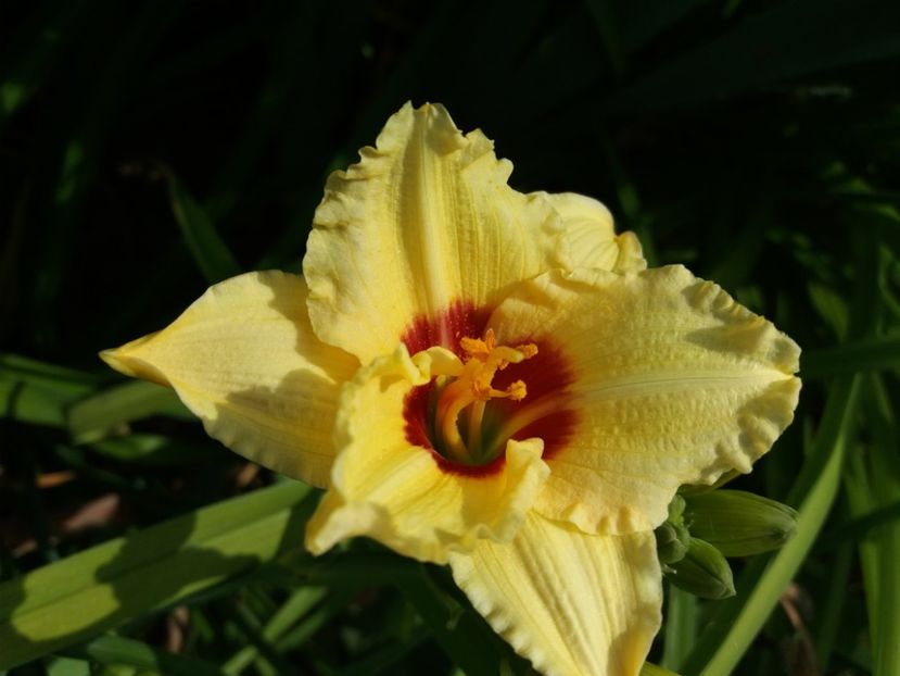  - Hemerocalisii infloriti in 2020