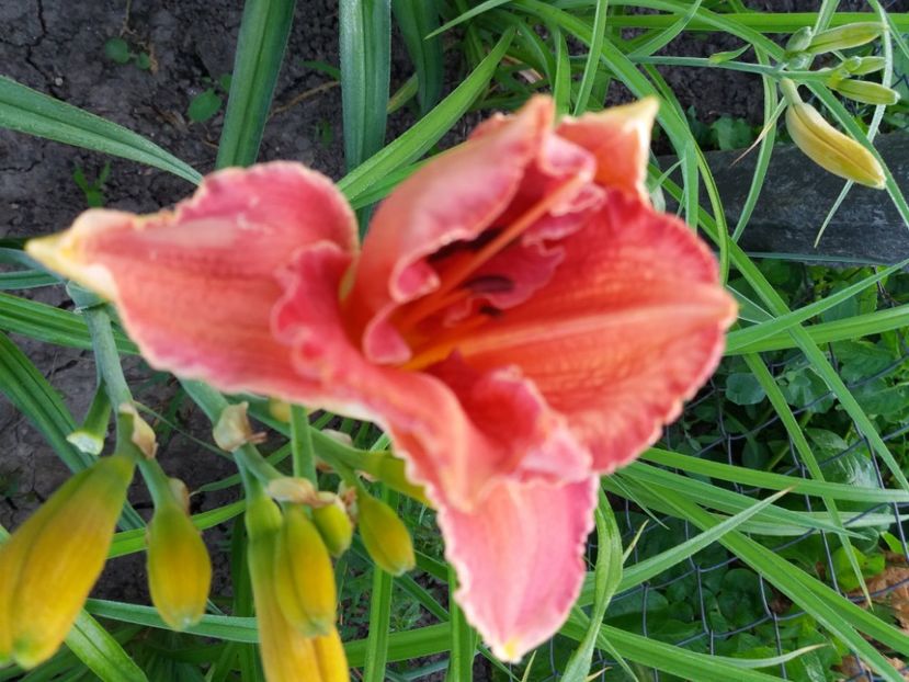  - Hemerocalisii infloriti in 2020