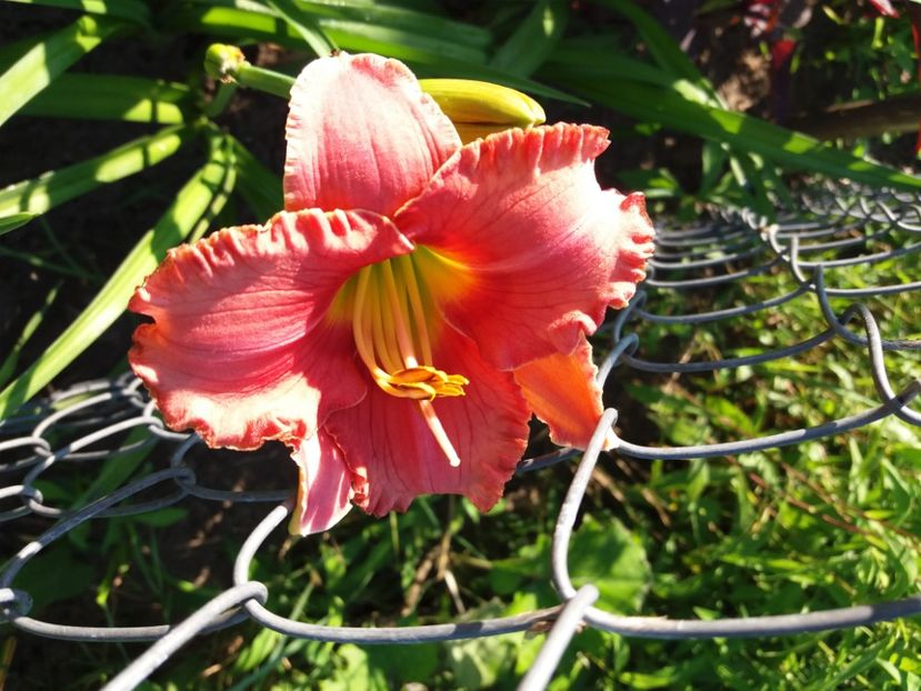  - Hemerocalisii infloriti in 2020