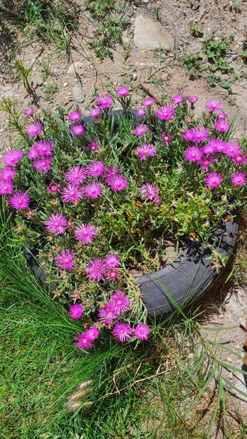 IMG-20200608-WA0001 - Gradina mea