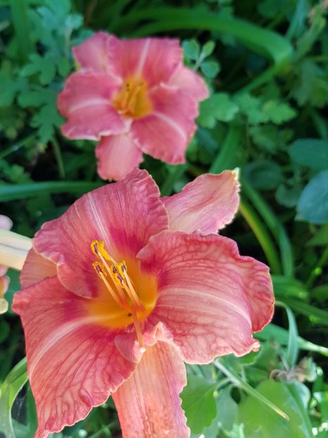 Apres-moi - Hemerocallis