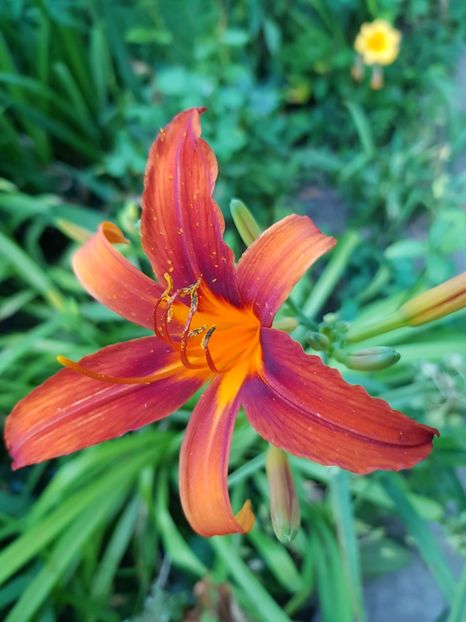  - Hemerocallis