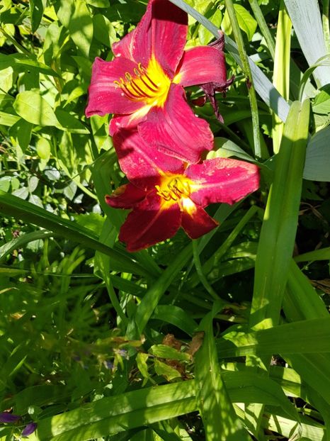  - Hemerocallis