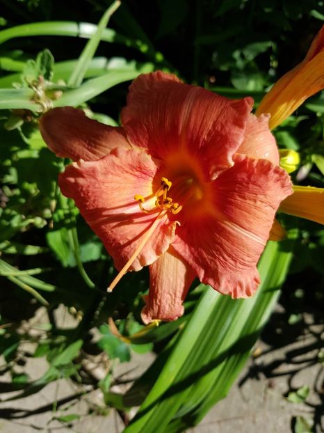  - Hemerocallis