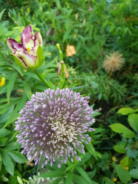  - Allium