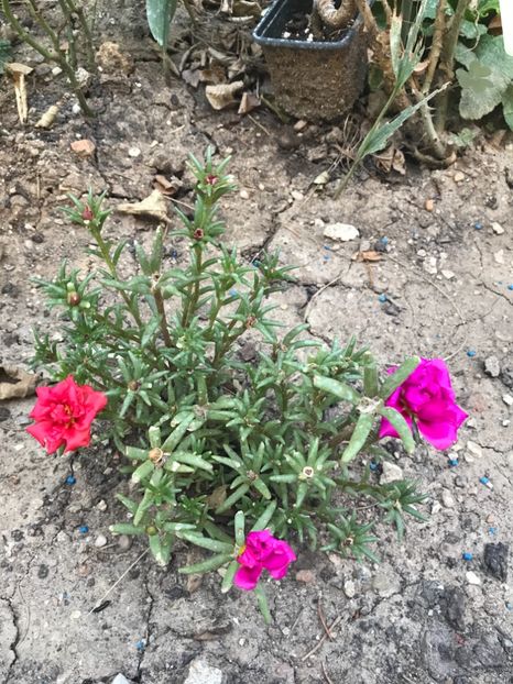 Flori de piatra - Plantele mele de gradina