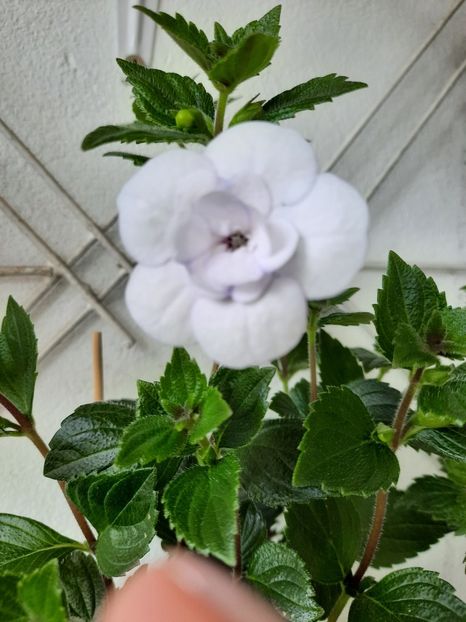  - Double Picotte Rose