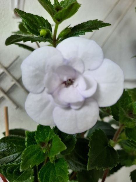  - Double Picotte Rose