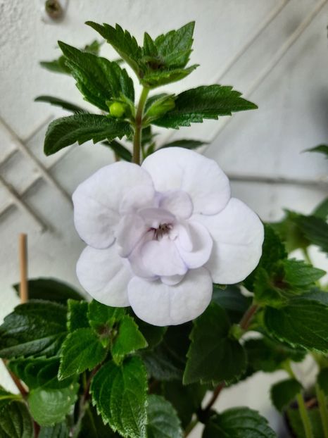  - Double Picotte Rose