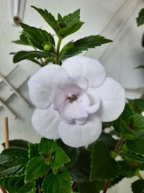  - Double Picotte Rose