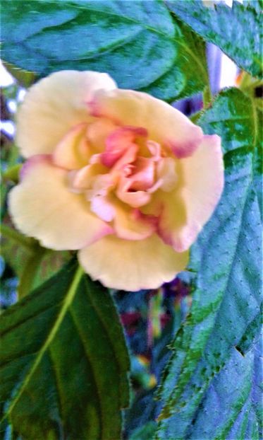 20200703_071249-1-balanta - colectia mea de achimenes 001 2020