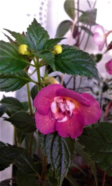  - colectia mea de achimenes 001 2020