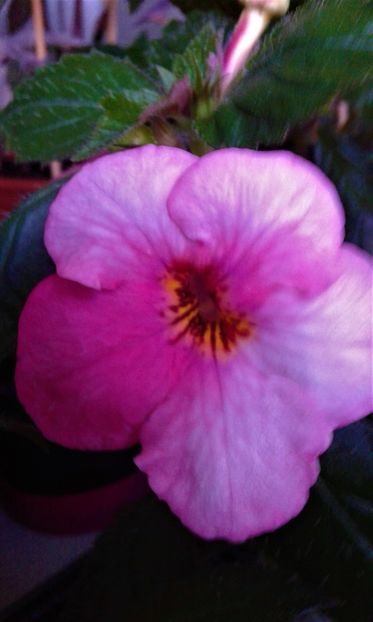  - colectia mea de achimenes 001 2020