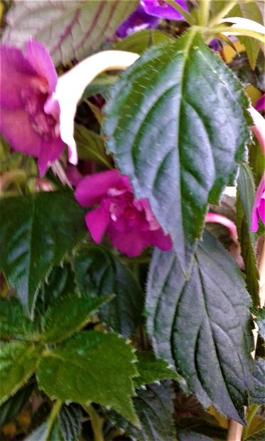  - colectia mea de achimenes 001 2020