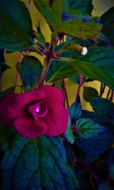  - colectia mea de achimenes 001 2020