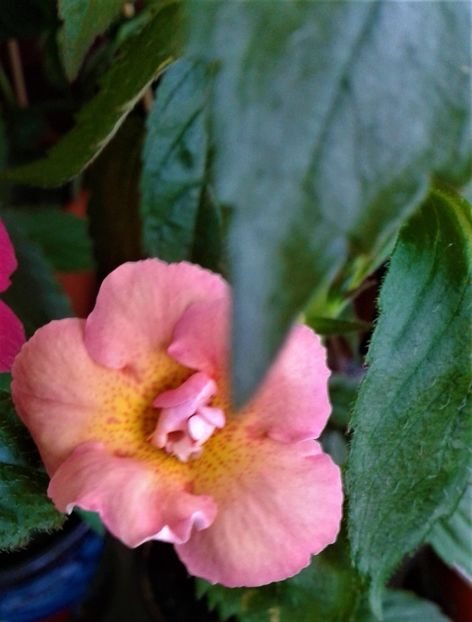  - colectia mea de achimenes 001 2020
