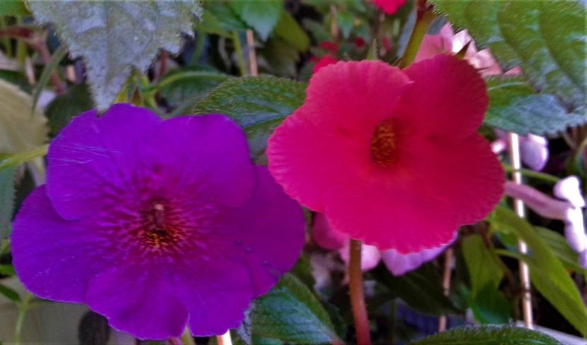  - colectia mea de achimenes 001 2020