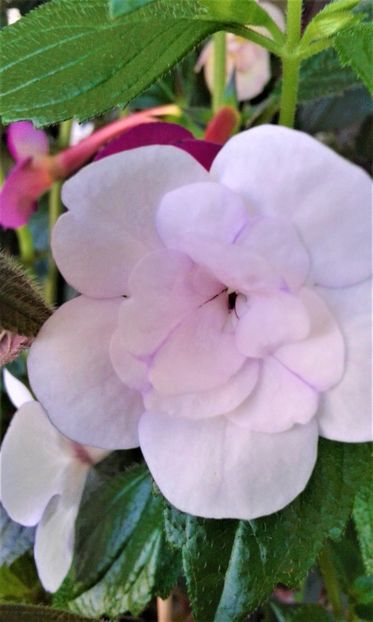  - colectia mea de achimenes 001 2020