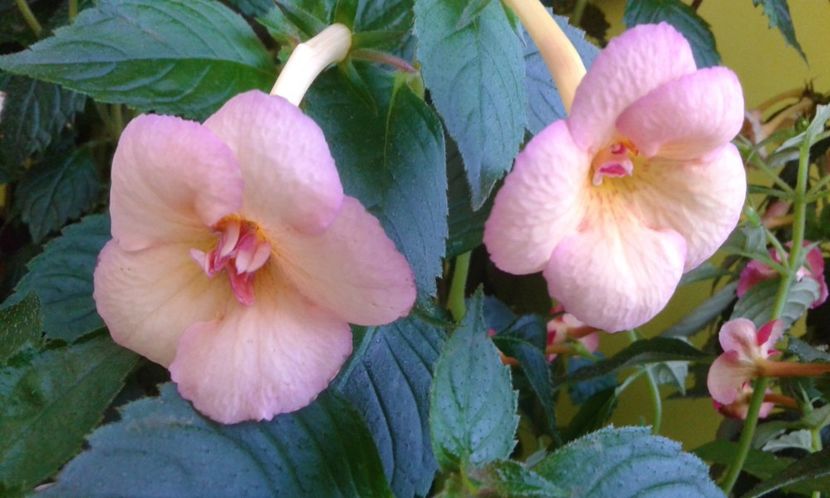  - colectia mea de achimenes 001 2020