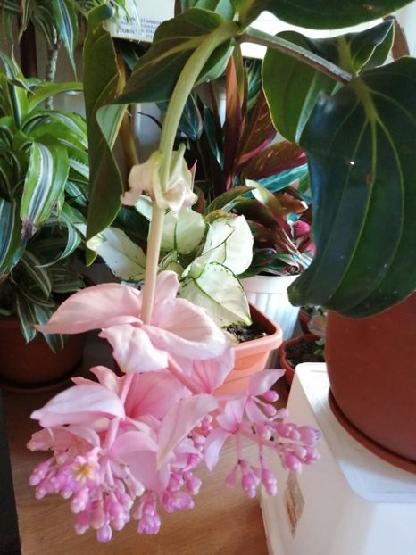  - Medinilla Magnifica