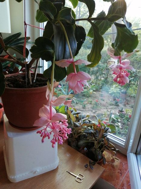  - Medinilla Magnifica