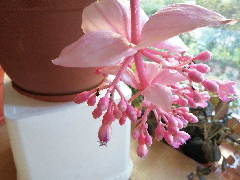  - Medinilla Magnifica