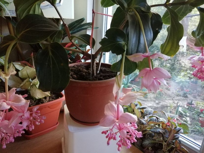  - Medinilla Magnifica