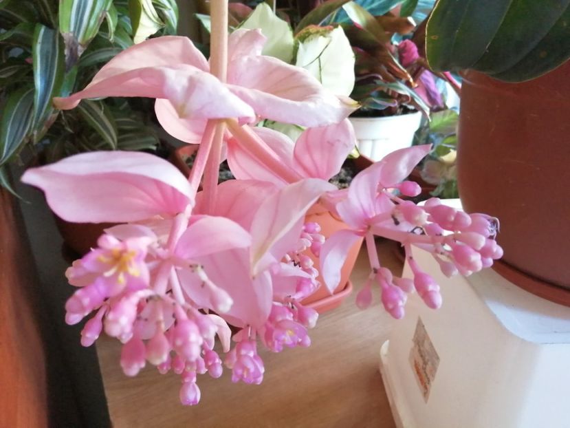  - Medinilla Magnifica
