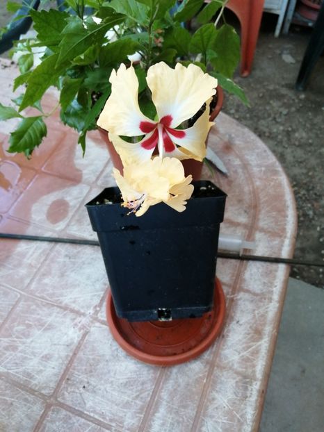  - Hibiscus