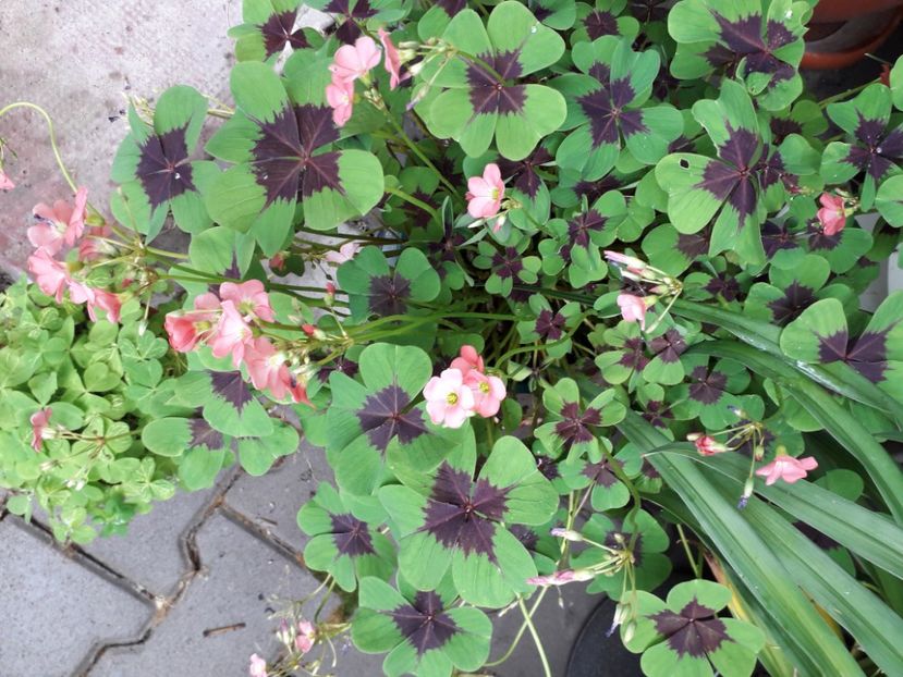  - oxalis iron cross