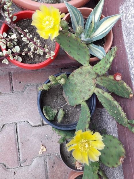  - opuntia compresa