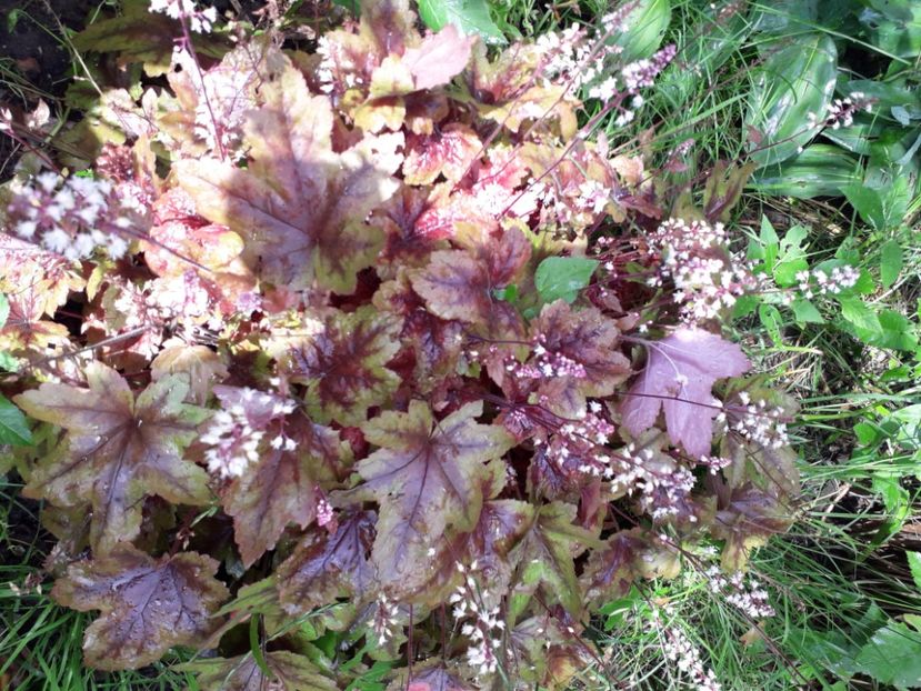  - heuchera gradina